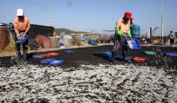 옹진포토-백령도 장촌 까나리 내용 | media