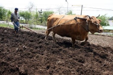 옹진포토-자월면 자월3리 소밭갈이 내용 | media