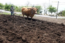 옹진포토-자월면 자월3리 소밭갈이 내용 | media