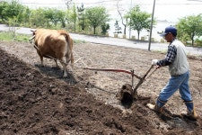 옹진포토-자월면 자월3리 소밭갈이 내용 | media