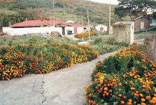 옹진포토-백아도 마을 전경 내용 | media