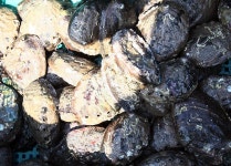 옹진포토-백령면-장촌전복잡이 내용 | media