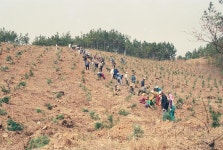 옹진포토-2000년 북도면 장봉 식목일 행사 내용 | media