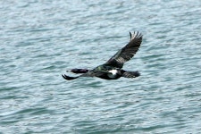 옹진포토-백령도 장촌 가마우지 2012년05월02일 내용 | media