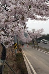 옹진포토-연평면 벚꽃 2014년04월17일 내용 | media