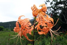 옹진포토-덕적도 능동자갈마당 나리꽃 2017년07월26일 내용 | media