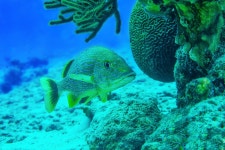 보네르(Bonaire) 스쿠버 다이빙 | PADI