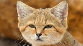 Cat Tales | NOVA | PBS Cat Tales