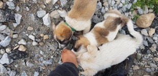 평창군입니다. (구)알뜰장터 - 강아지 무료분양합니다. 상세화면 | 평창행정 > 참여마당 > 열린광장 > (구)알뜰장터 평창군입니다. 평창행정