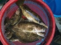 평창군입니다. 알뜰장터 - 국일관 바다횟집 쏘가리 회, 매운탕개시합니다 상세화면 | 평창읍 > 주민과 함께 > 알뜰장터 평창군입니다. 평창행정