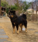 평창군입니다. 알뜰장터 - 까만개 잃어버리신 분 상세화면 | 용평면 > 주민과 함께 > 알뜰장터 평화도시 평창입니다.