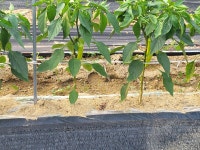 평창군입니다. 알뜰장터 - 당조고추 판매 상세화면 | 평창행정 > 참여마당 > 열린광장 > 알뜰장터 평창군입니다. 평창행정