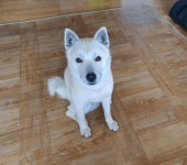 평창군입니다. 전체 - 반려견을 찾습니다 상세화면 | 평창행정 > 참여마당 > 열린광장 > 전체 평창군입니다. 평창행정