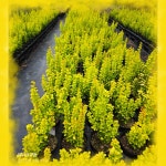 전체 - 황금매자나무 마리아 [봉평 유니크가든] ✅사진 첨부 상세화면 | 평창군청 > 참여마당 > 열린광장 > 전체 전체 - 황금매자나무 마리아 [봉평... 