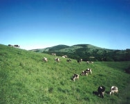 평창군입니다. 우리지역명소 - 삼양대관령목장 상세화면 | 대관령면 > 마을둘러보기 > 우리지역명소 평창군입니다. 평창행정