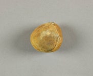 Nodule - 11450G | Collections - Penn Museum