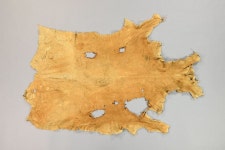 Hide - 97-84-1785 | Collections - Penn Museum