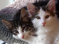 Cat Litter Box Training | Petfinder