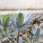 When does alpine sea holly bloom? - PictureThis