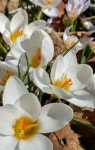 Crocuses Care (Watering, Fertilize, Pruning, Propagation) - PictureThis