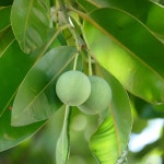 Tamanu (Calophyllum inophyllum) Flower, Leaf, Care, Uses - PictureThis