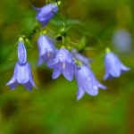 How Often to Water Harebell? - PictureThis