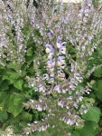 Do Clary sage Need to Be Pruned? - PictureThis
