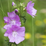 ウェルベシナ・ウィルギニカ (Verbesina virginica) 花言葉，毒性，よくある質問 - PictureThis