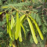 How to Plant and Grow Basket Grass(Oplismenus hirtellus)