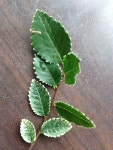 원예에서 Ulmus parvifolia Frosty에 필요한 빛은 무엇인가요? (유형, 특성, 경고 신호)
