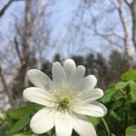 Dalibarda repens 花言葉，毒性，よくある質問 - PictureThis