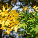 ツルオドリコソウ（蔓踊子草） (Lamium galeobdolon) 花言葉，毒性，よくある質問 - PictureThis