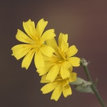 Lygodesmia juncea 花言葉，毒性，よくある質問 - PictureThis