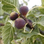 What is common fig used for? - PictureThis