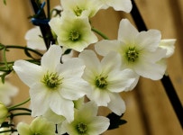 Clematis cartmanii Joe 花言葉，毒性，よくある質問 - PictureThis