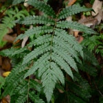 Is asian chain fern annual or perennial? - PictureThis