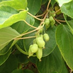 Hardy kiwi Care (Watering, Fertilize, Pruning, Propagation) - PictureThis