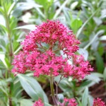 Sixalix Care (Watering, Fertilize, Pruning, Propagation) - PictureThis