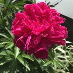 원예에서 Paeonia lactiflora Karl Rosenfield에 필요한 빛은 무엇인가요? (유형, 특성, 경고 신호)