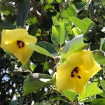 タリパリティ属 (Talipariti) 花言葉，毒性，よくある質問 - PictureThis