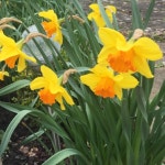 Narcissus Orange Progress 花言葉，毒性，よくある質問 - PictureThis