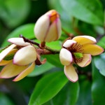 カラタネオガタマ（唐種招霊）においがしますか？ - PictureThis