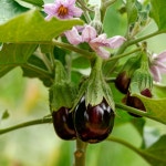 Solanum melongena Black Beauty의 최적 온도는 얼마인가요? (범위, 효과, 이상)