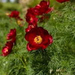 Paeonia tenuifolia 花言葉，毒性，よくある質問 - PictureThis