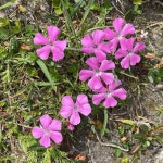 Dianthus alpinus에 어떻게 물을 주나요? (빈도, 기술, 양)