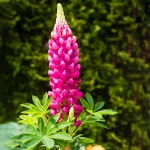 Gran (Flowers, Trees, Fruits, Toxic Plants, Weeds) - PictureThis