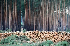Don’t abandon forest law over IT problem, Ribera urges Commission – POLITICO Don’t abandon forest law over IT problem... 