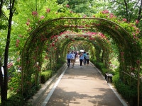 오늘자 중랑천 장미축제 有 - 팝코넷 | 자유게시판 오늘자 중랑천 장미축제 有
