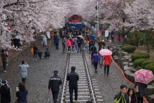 현재 진해 경화역 상황 - 팝코넷 | 팝게&톡 이슈게시판 현재 진해 경화역 상황