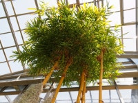 황죽 - 노란 대나무 - 팝코넷 | 자유게시판 황죽 - 노란 대나무